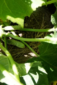 baby cukes