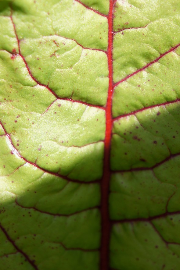 red chard