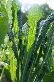 lacinato kale