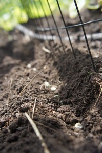 august planting of peas where the cukes where