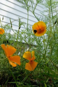 front door poppies