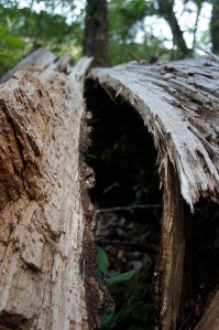 fallen tree