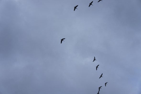migration II