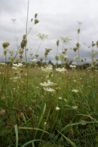 queen anne's lace