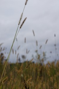 grasses