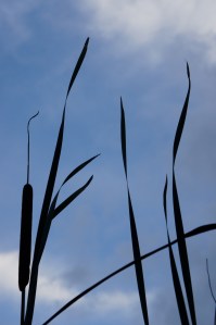 cattails at dusk I