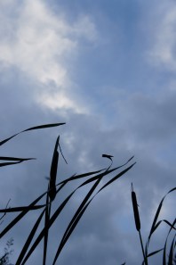 cattails at dusk II