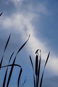 cattails at dusk III