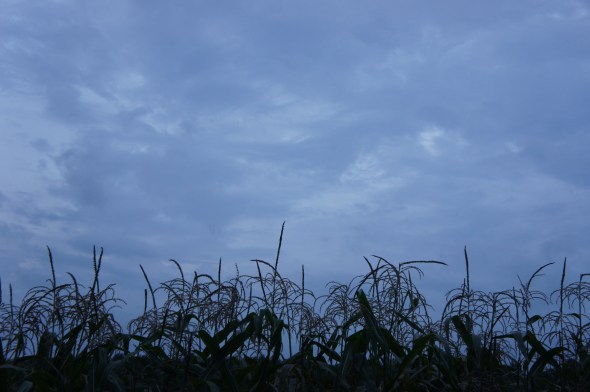 corn at dusk