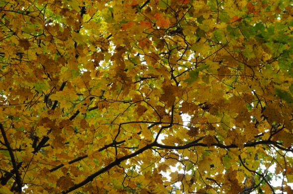 yellow maple leaves