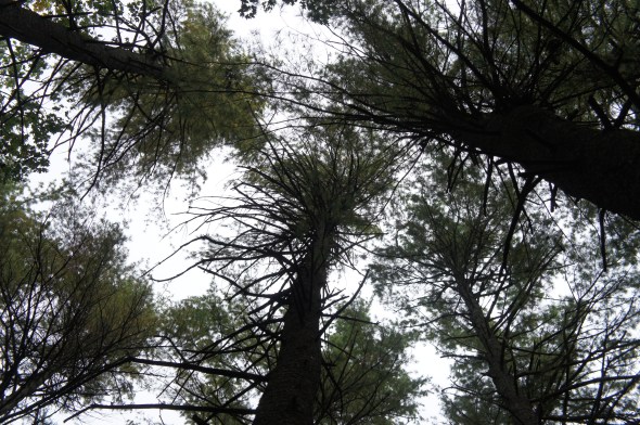 pine tree tops