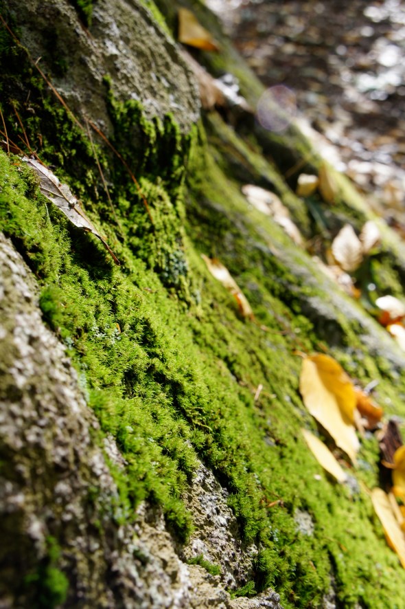 moss on rock II