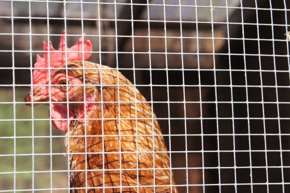 one of our egg chickens