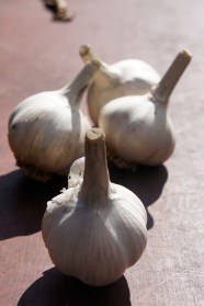 applefield garlic to plant