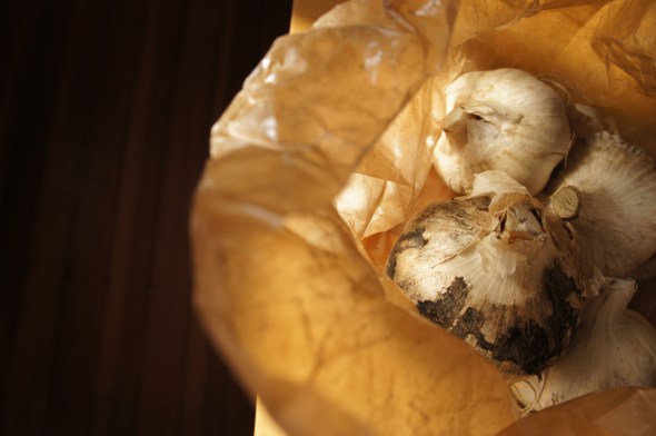 linden tree farm garlic to plant