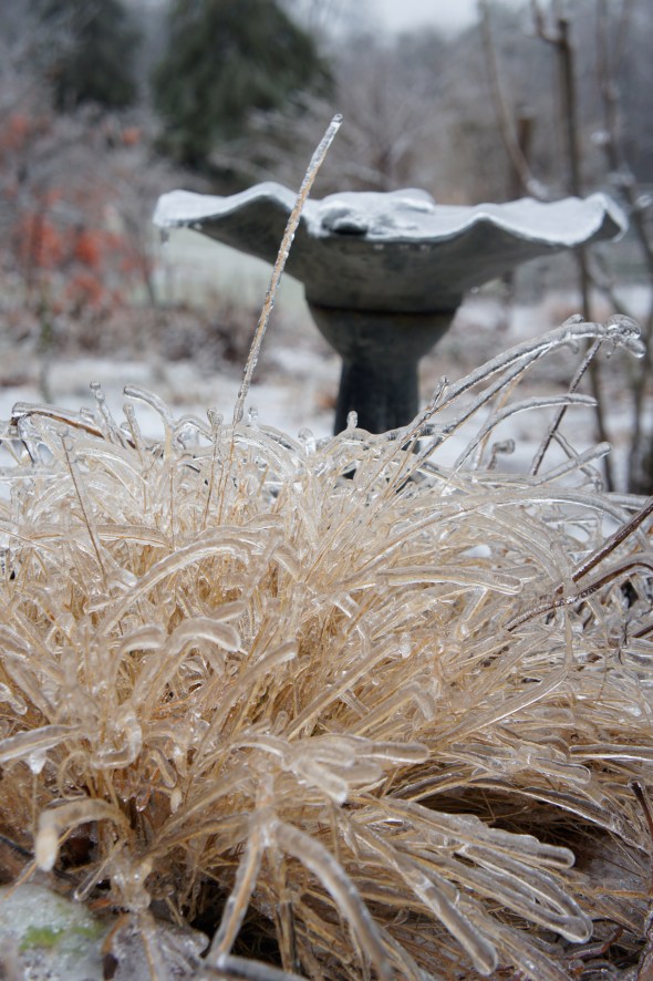 ice on grass, robin's house