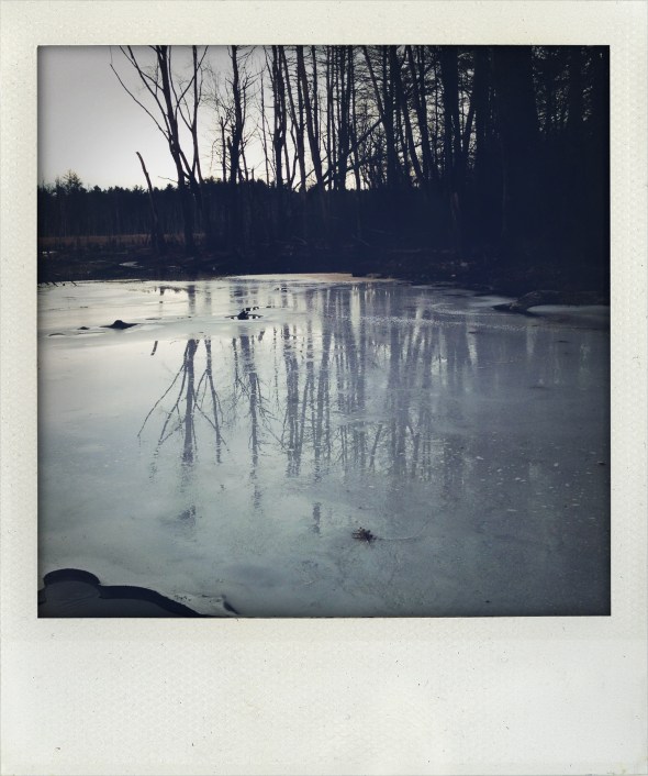 winter wetlands