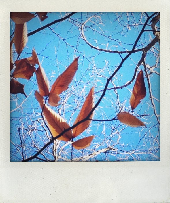winter leaves