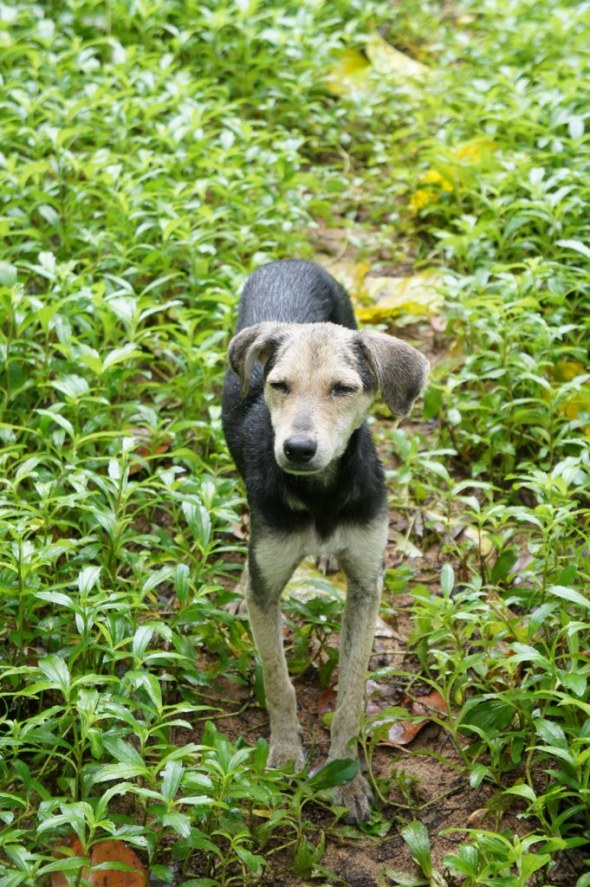 scabby on our first jungle walk