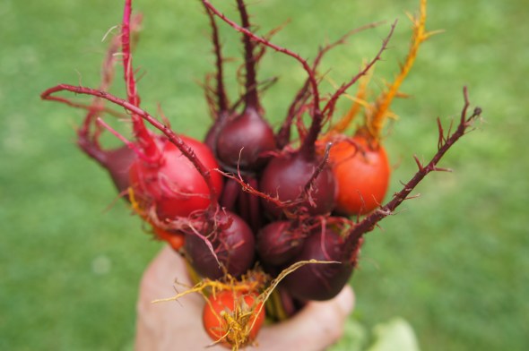 our beets