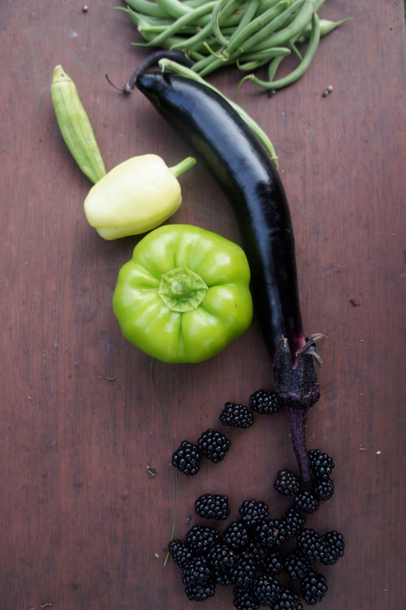 early harvest of peppers, eggplant and blackberries