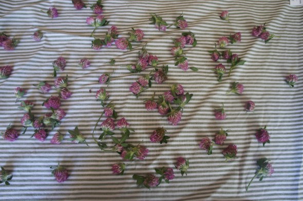 drying clover for tea