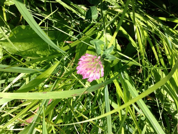 wild red clover