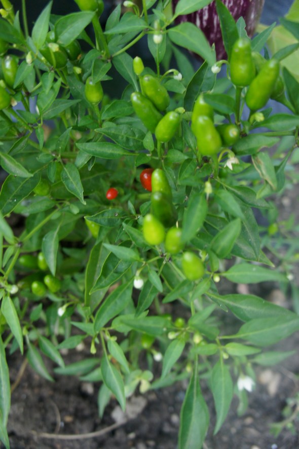 SONY DSC