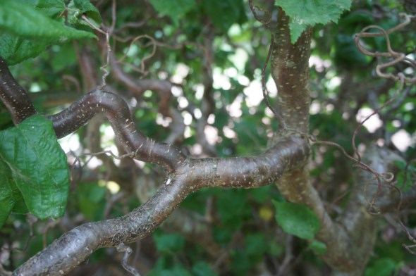 Horticultural Society's Park down the street from the house.