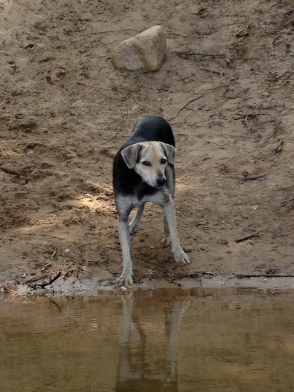 Scabby first fresh water dip. Only up to his elbows.