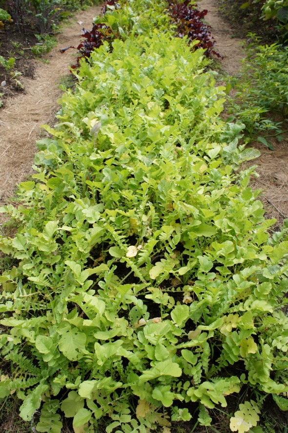 Our fall garden: daikon