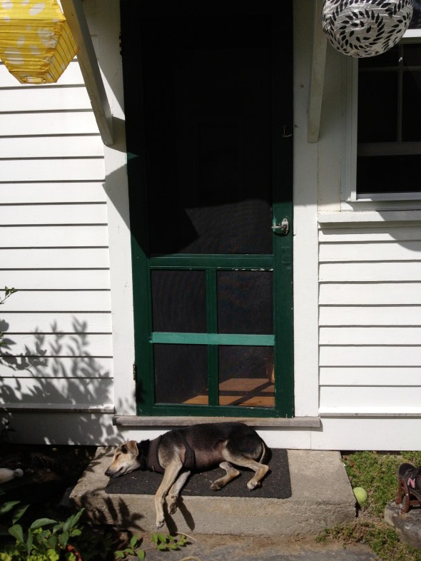 Scabby sunbathing on our stoop