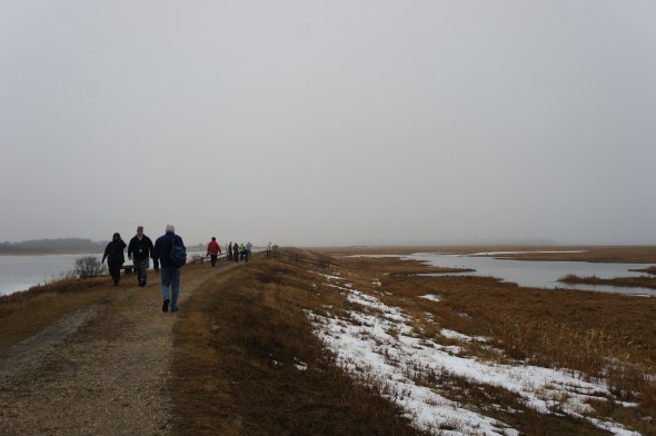 On the way to see snowy owls at Plum Island